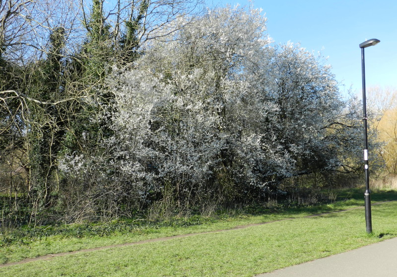 trees
                                      covered in white flowers