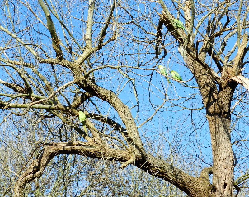 Ring
                                      Necked Parakeets