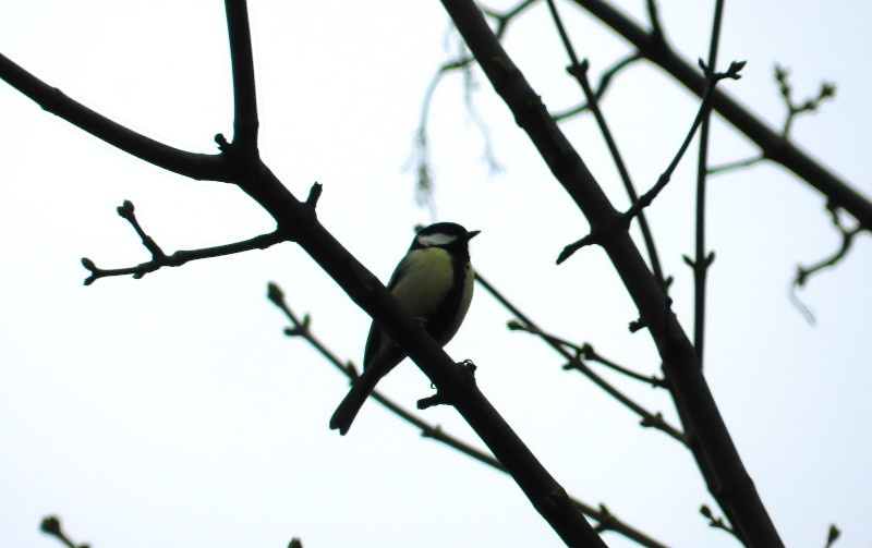 bird in
                                      a tree