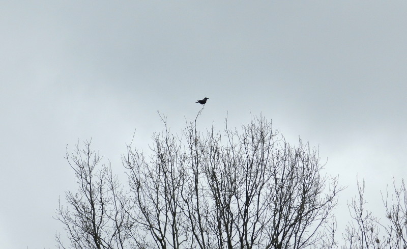 bird at
                                      the top of a tree