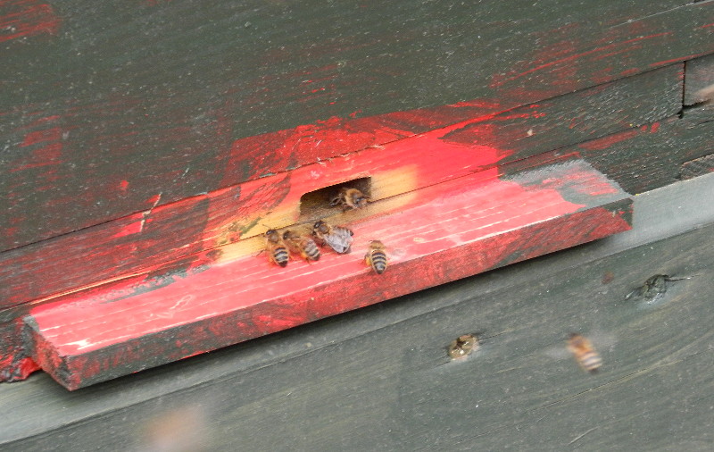 bees
                                      entrance to hive