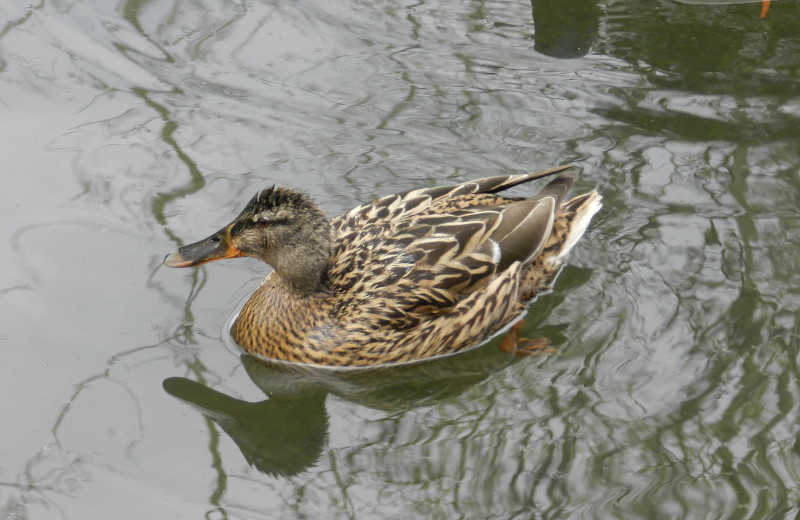 duck
                                      with long beak
