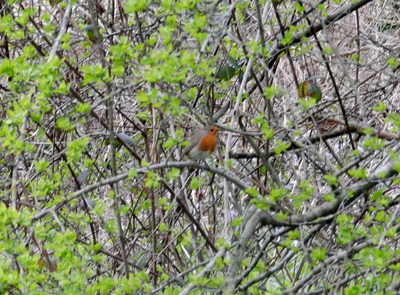 robin in
                                      a tree
