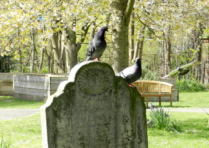pigeons
                                      on gravestone