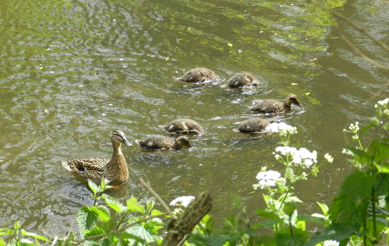 Duck and
                                      ducklings