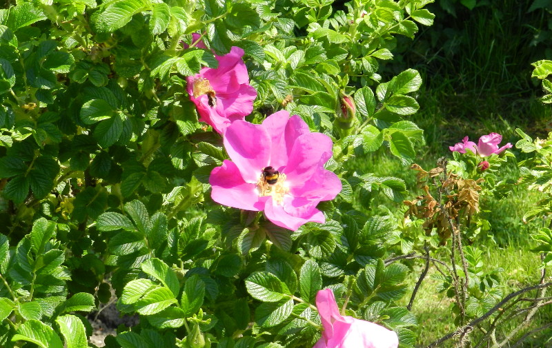 wild
                                      rose with bee