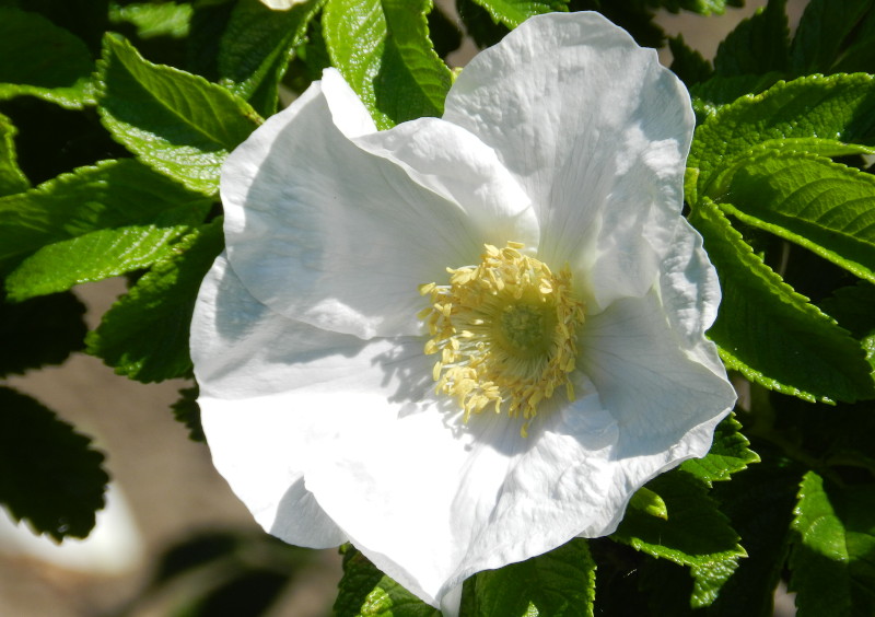 white
                                      dog rose