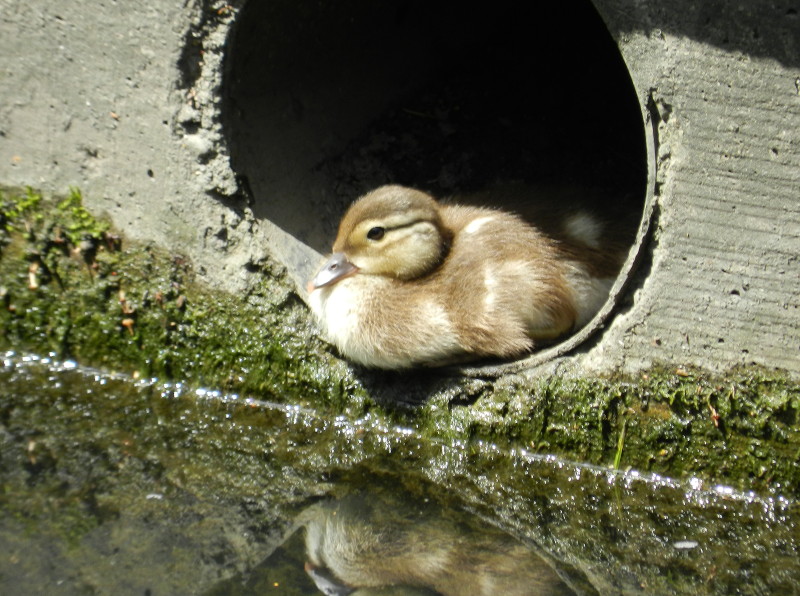 duckling resting in end
                                          of pipe