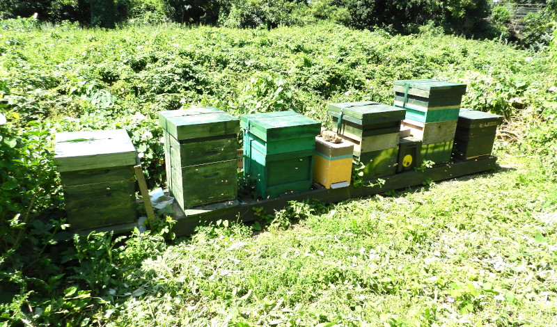 8
                                          beehives