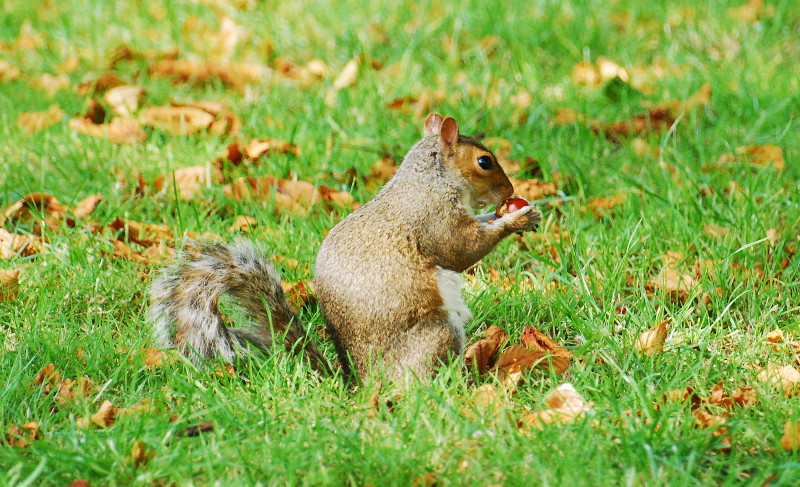 another
                                      squirrel