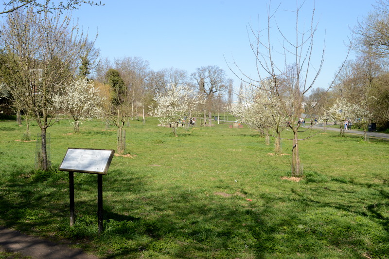 Ladywell
                                      Fields orchard