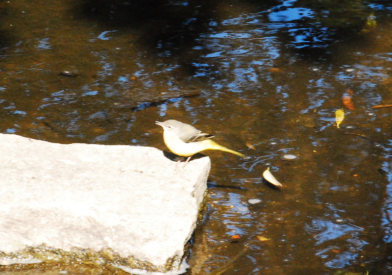 over
                                      exposed grey wagtail