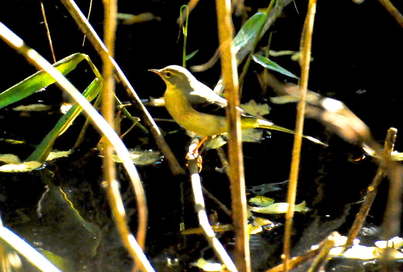 another
                                      grey wagtail