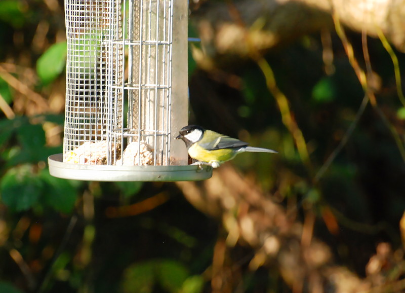 bird on
                                    feeder