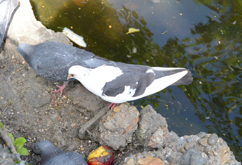 dove/pigeon hybrid