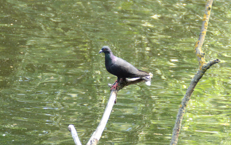 pigeon
                                      on branch over water