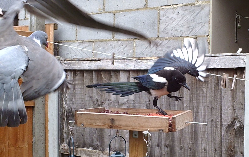 Pigeon
                                      and magpie