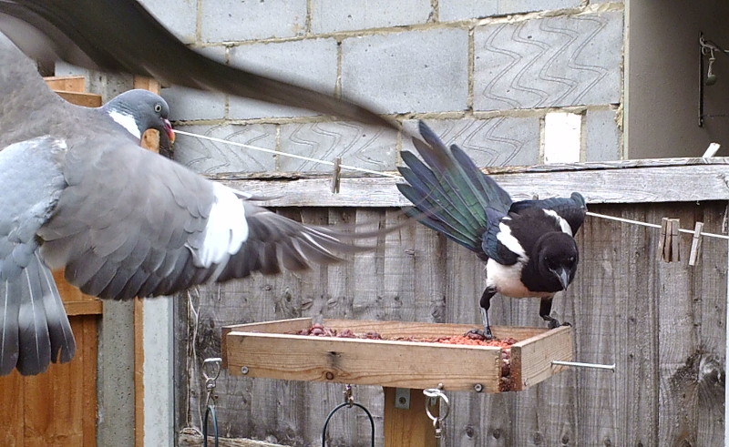 pigeon
                                      and magpie