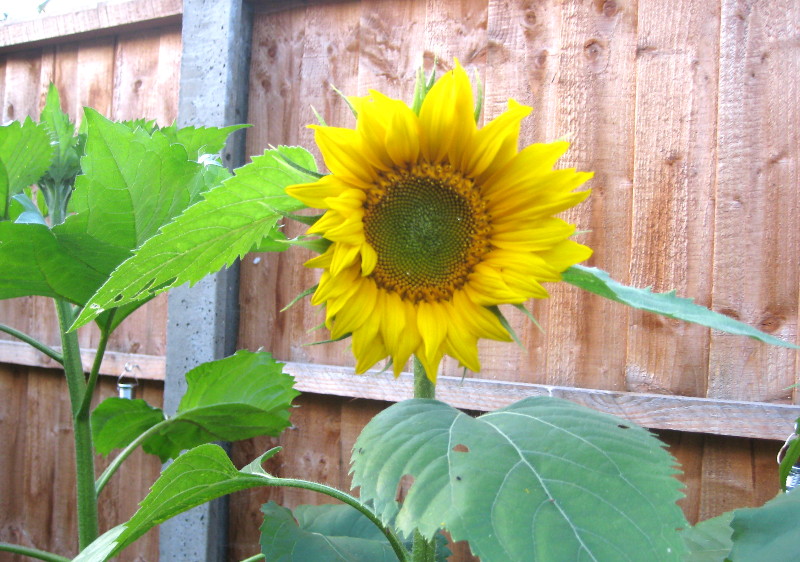 giant
                                      sunflower