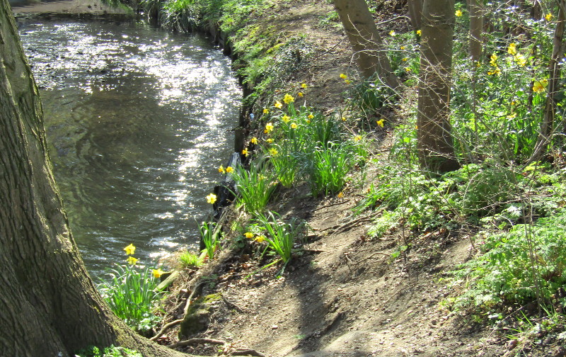 daffodils on the
                                                river bank