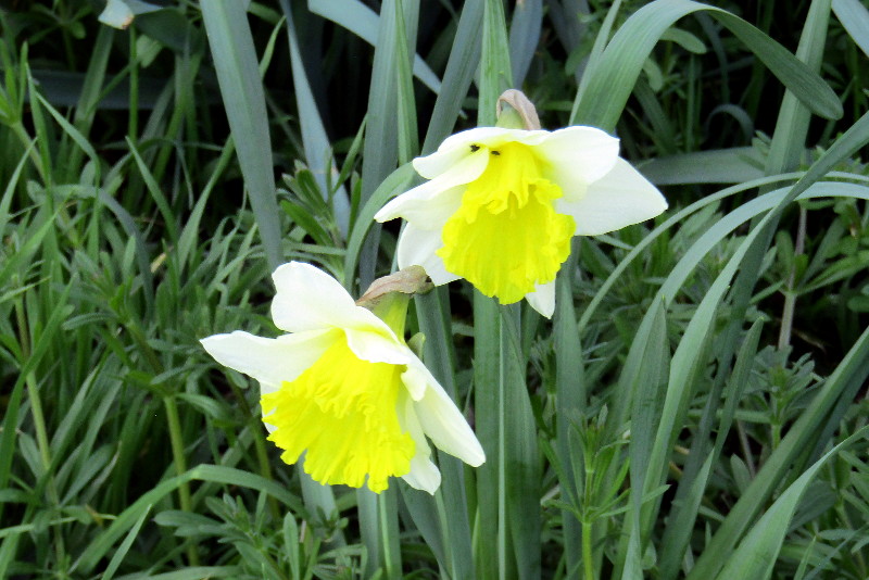 a daffodil variant