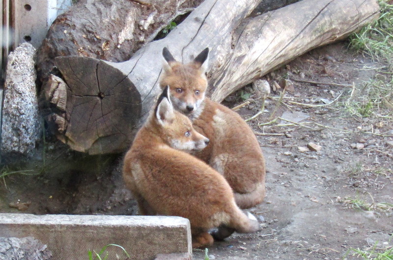 two fox
                                      cubs