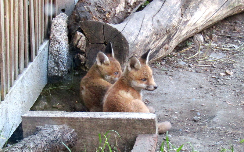 fox
                                      cubs