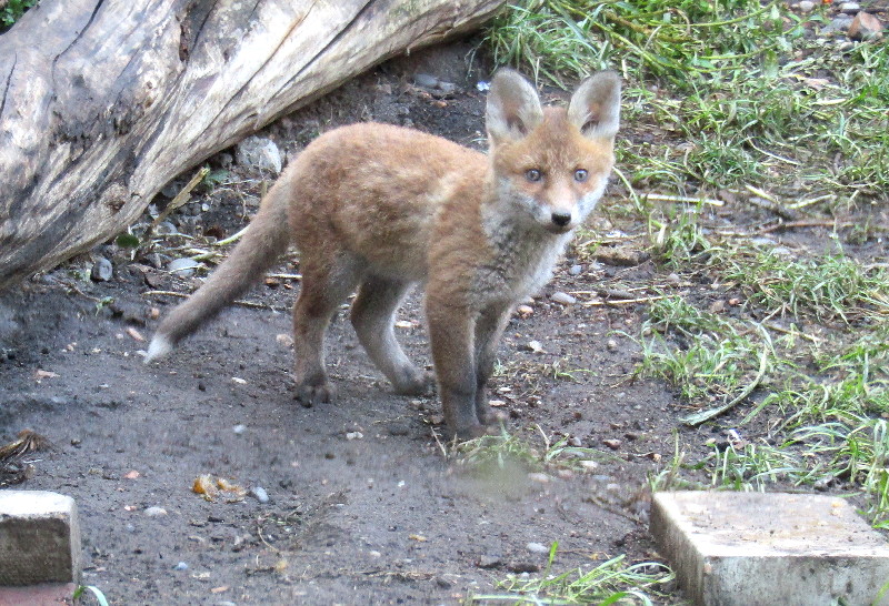 one fox
                                      cub posing for the camera