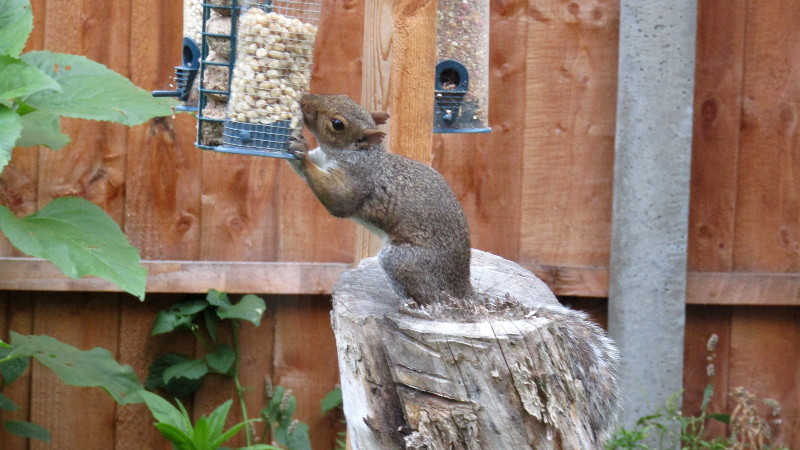 squirrel
                                      stealing the birds nuts