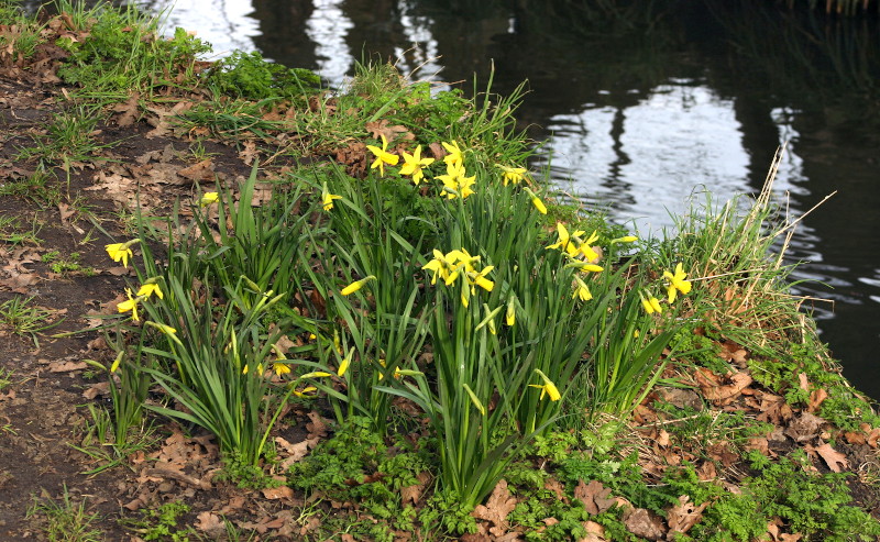 daffodils by the river