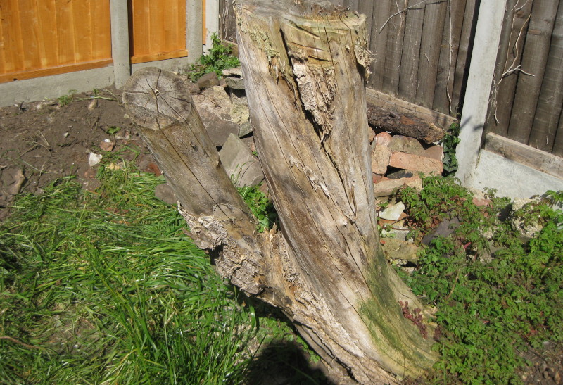 old tree
                                      stump