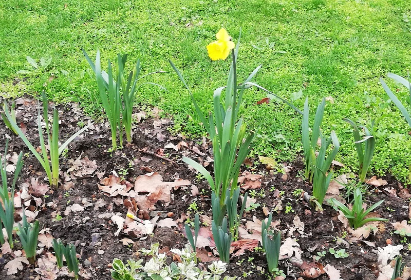 first
                                      daffodil seen open