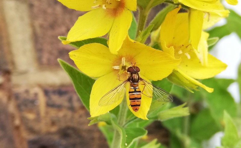 hover
                                      fly drinking from a flower