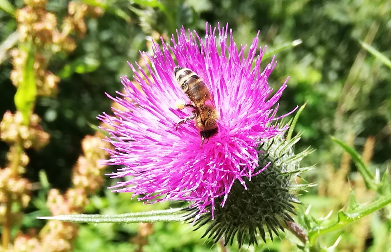 bee
                                          on thistle
