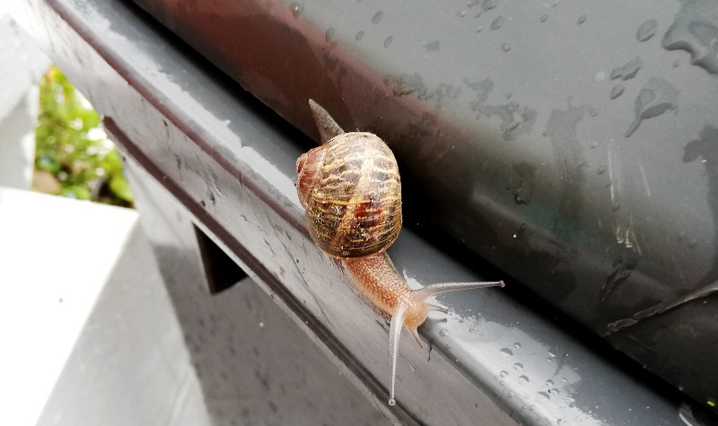 snail on
                                      wheelie bin