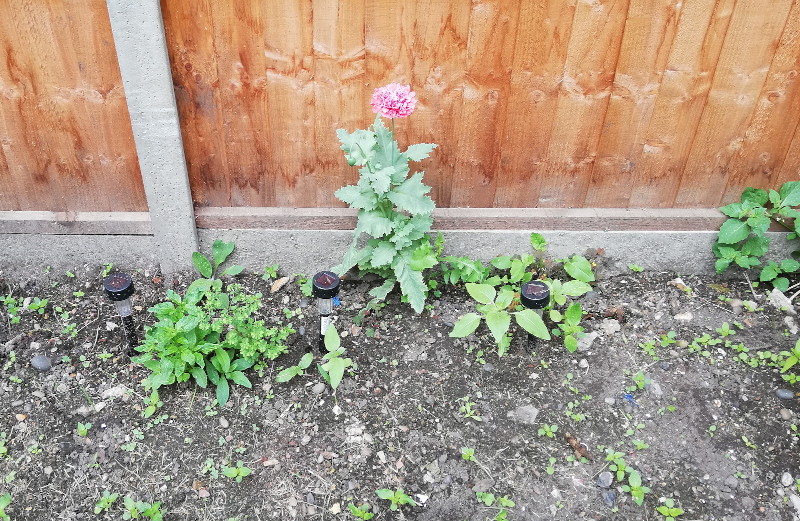 weeds,
                                      flowers and cat poo
