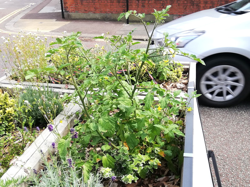 tomato
                                      plant in road block planter