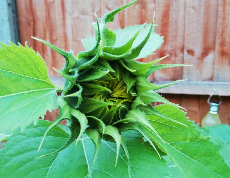 giant
                                      sunflower getting very close to
                                      opening