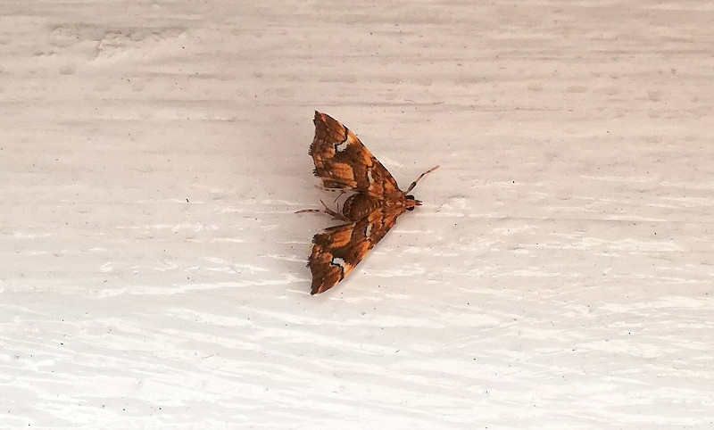 very
                                      small moth
