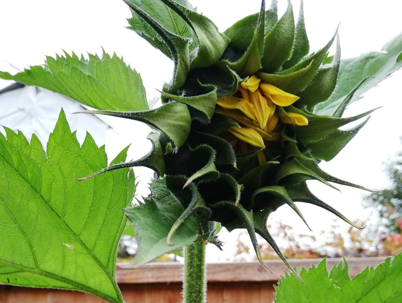 next
                                      sunflower starts to open