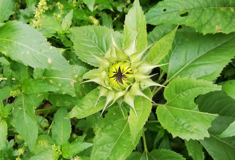 another
                                      sunflower just starting to open