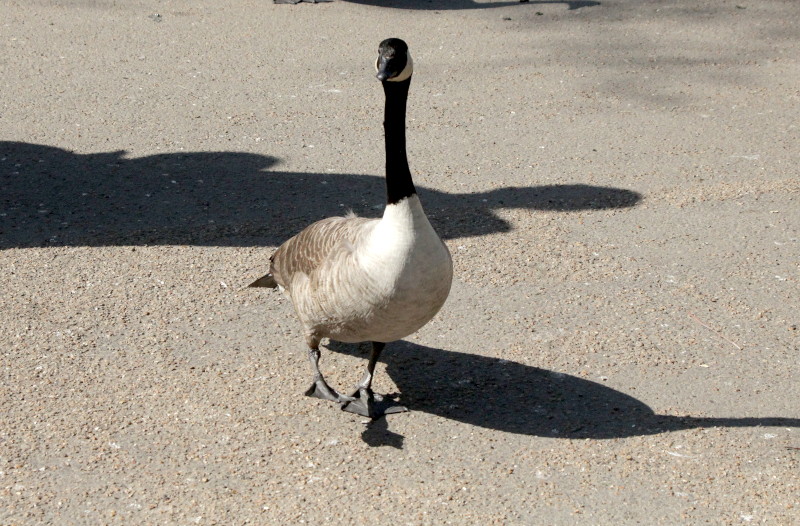 a goose
                                      out for a walk
