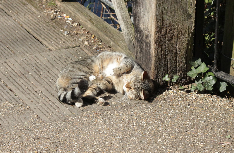 cat
                                      basking in the sunshine