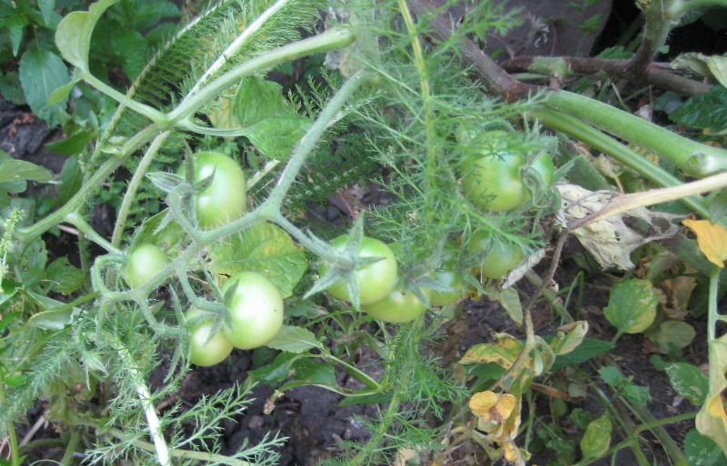 baby
                                      tomatoes