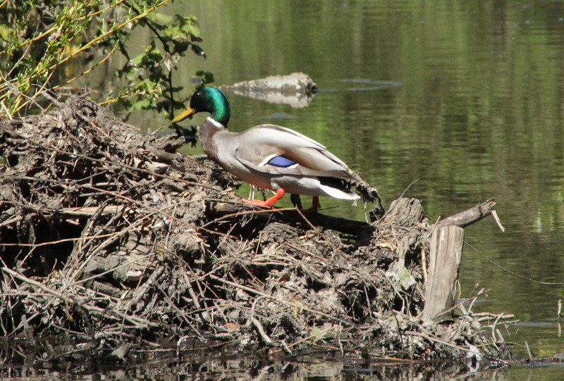 colourful duck