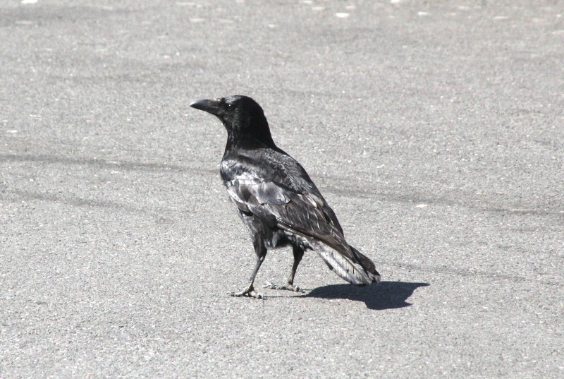 Mr Crow