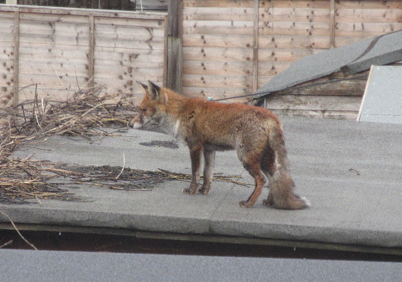 daylight
                                    fox