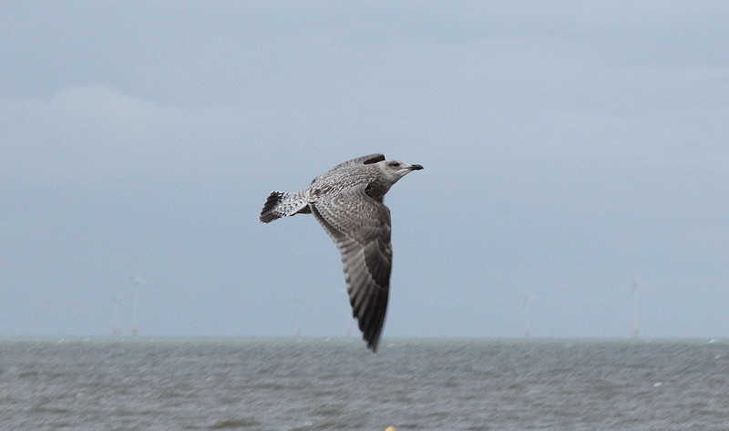 herring gull on the wing