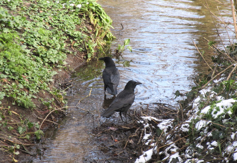 crows
                                    instead of kingfishers