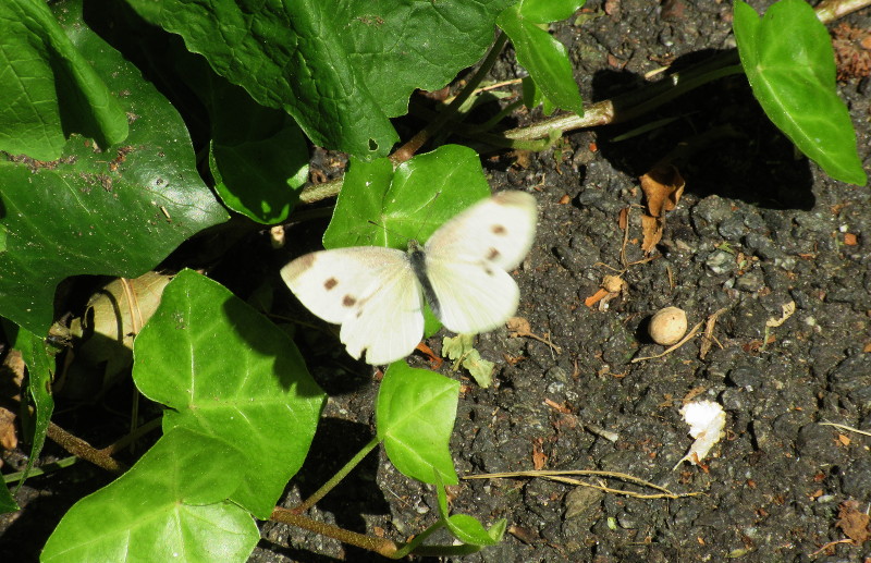 unknown
                                      butterfly